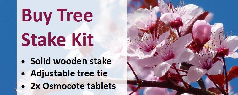 Buy Tree Stake Kit